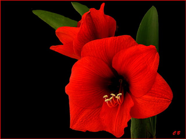 Fleurs de Mai