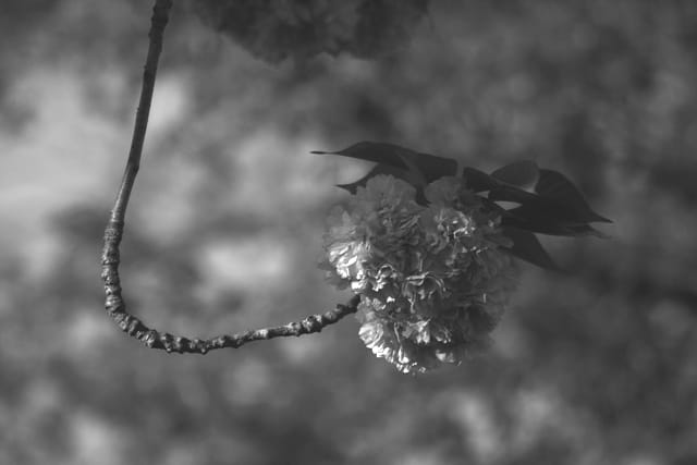 Fleurs de printemps