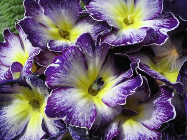 Fleurs de printemps