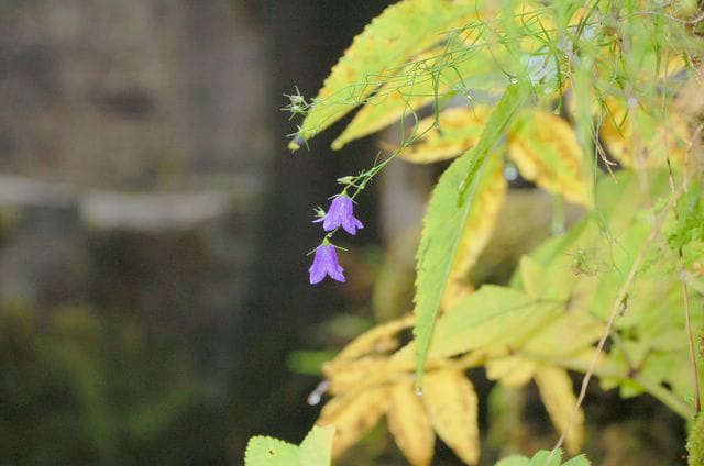 Floraison sur la loue