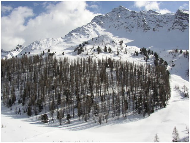 Forêt d'hiver