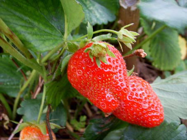 Fraises de provence
