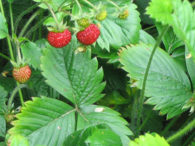Fraises des bois
