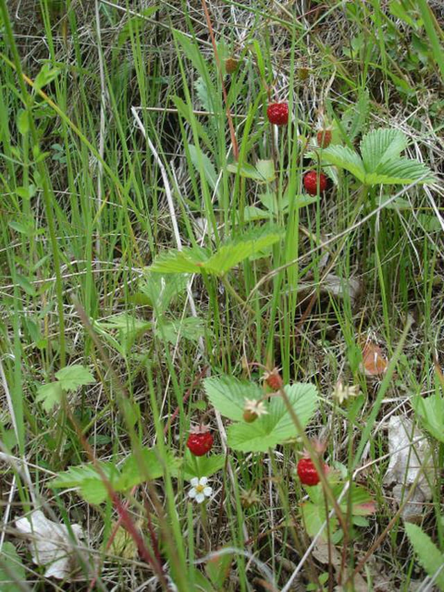 Fraises des bois