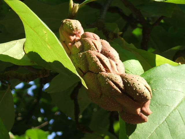 Fruit de magnolia tripetala