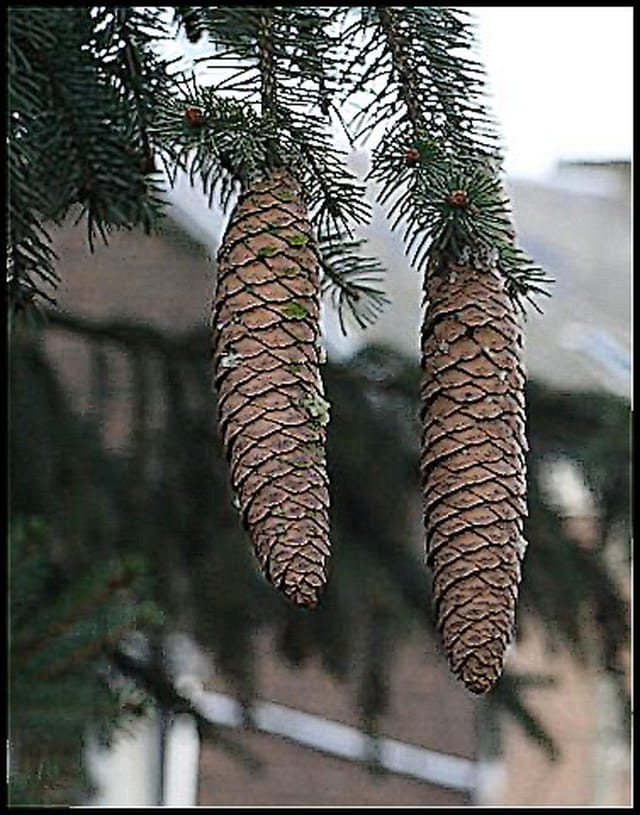 Fruit du sapin