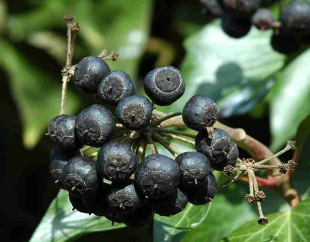 Fruits d'hiver