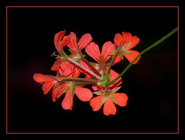 Géranium lierre ..