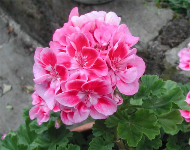 Géranium rose de juin