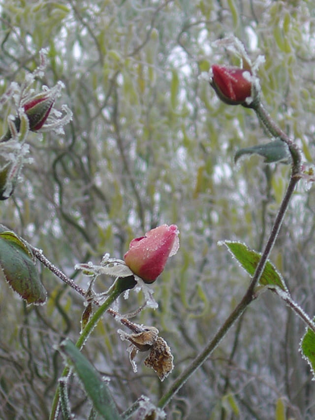 Givre et rose ciselée