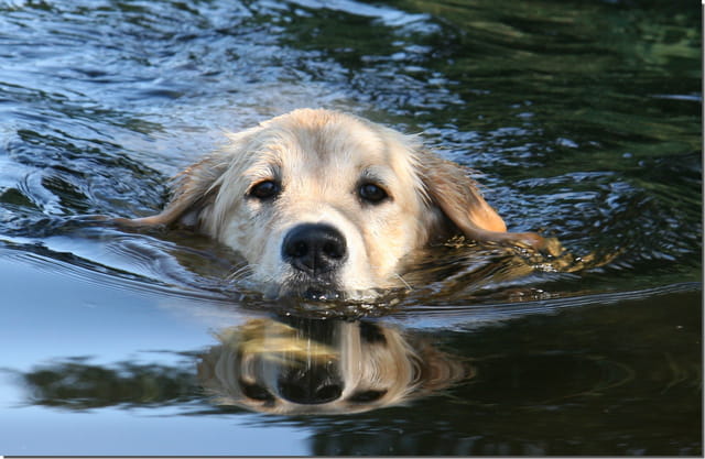 Golden retriever par Jean Pierre MAUFFREY sur L'Internaute Golden retriever par Jean Pierre MAUFFREY sur L'Internaute