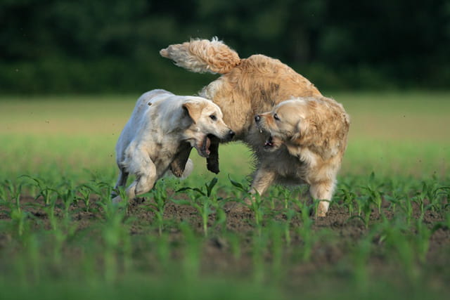 Goldens