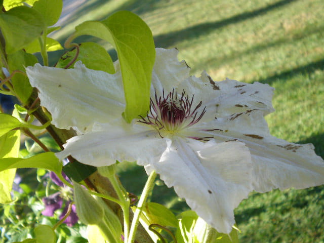 Grande fleurs