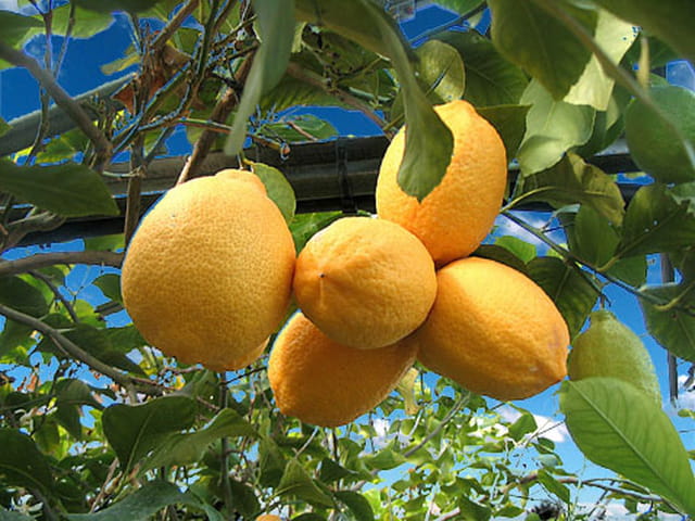 Groupe de citrons