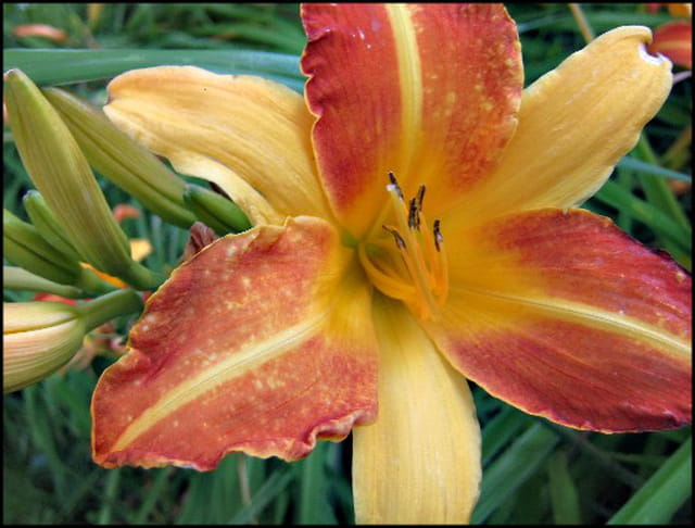 Hémérocalle orange.