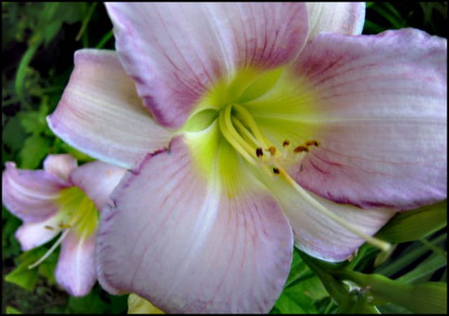 Hémérocalle rose