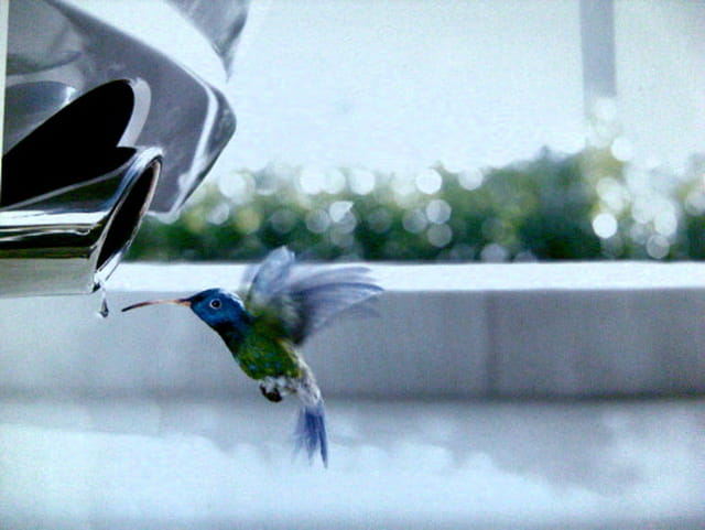 Heureux colibris