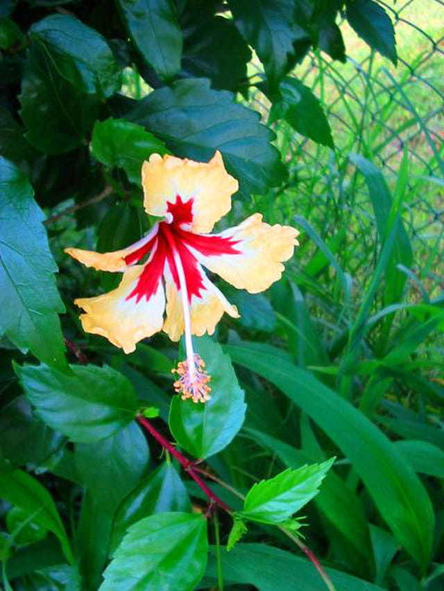 HIBISCUS