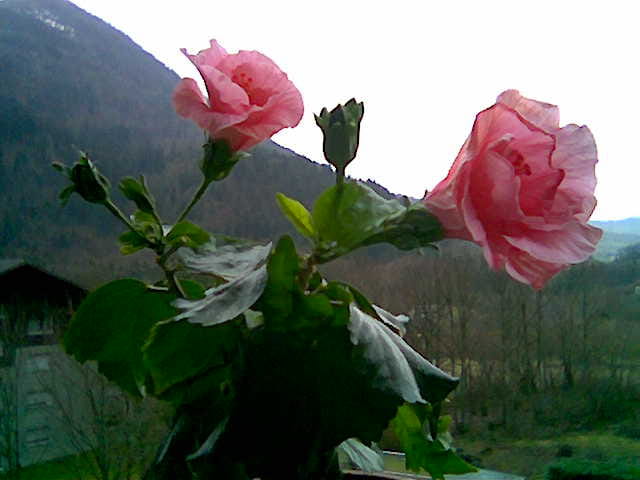 Hibiscus