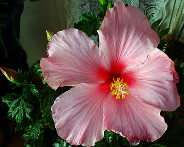 Hibiscus rose Rollando