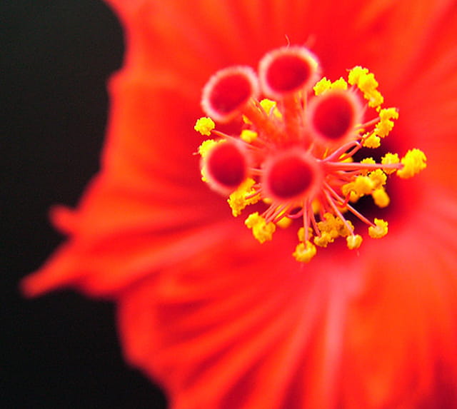 Hibiscus rouge
