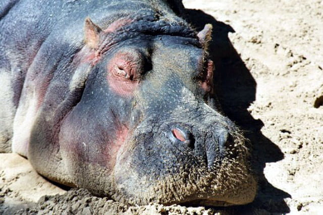 Hippopotame au soleil