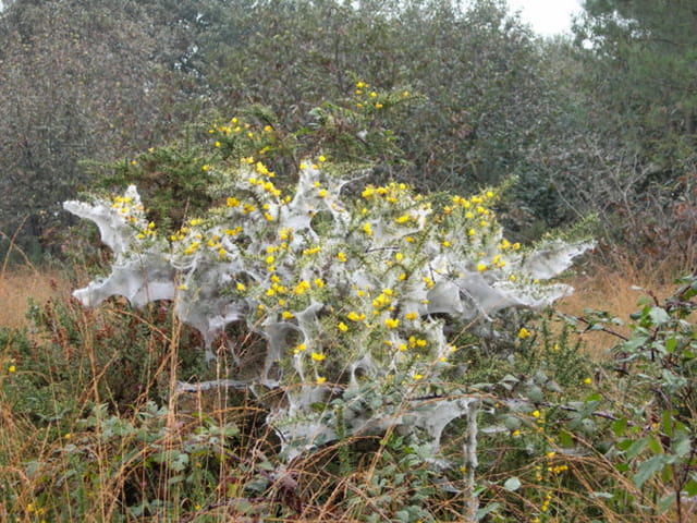 Hlm à araignées