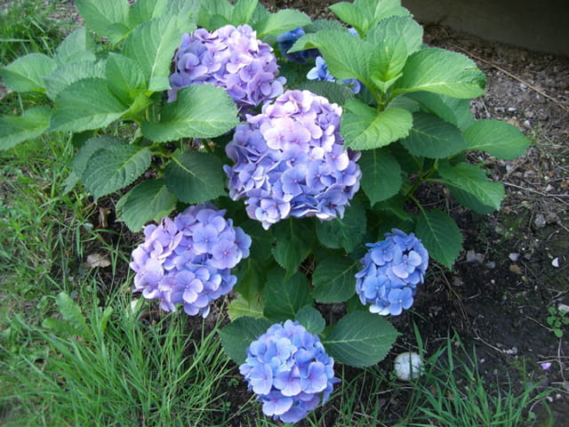 Hortensia