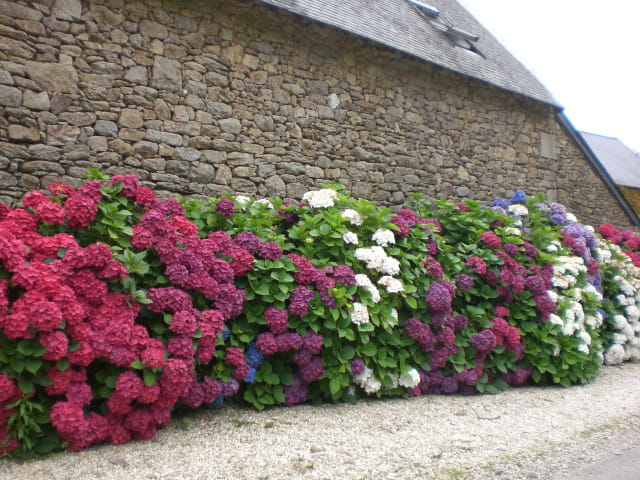 Hortensias