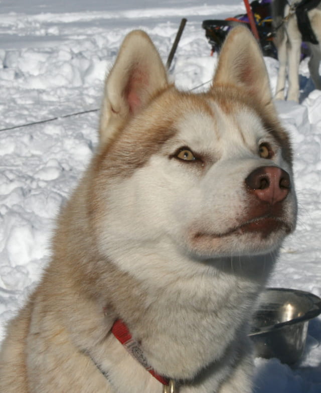 Husky sibérien