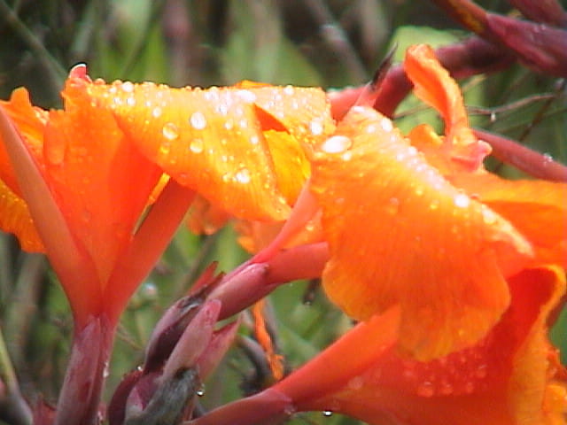 Ibiscus orange