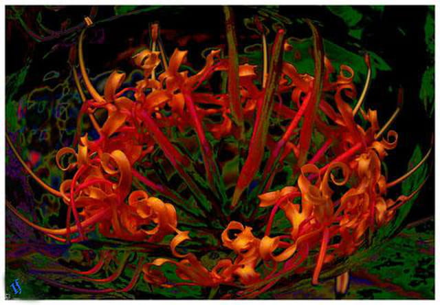 Inflorescence en rouge