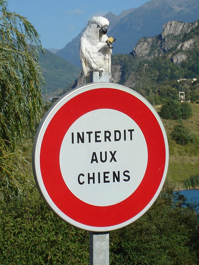 Interdit aux chiens