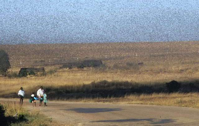 Invasion de criquets