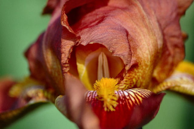 IRIS