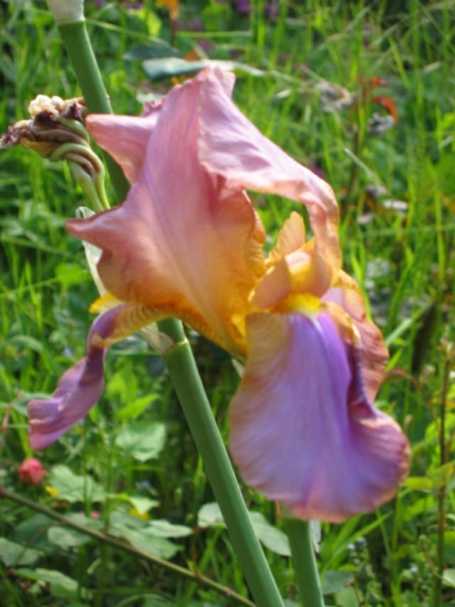 Iris