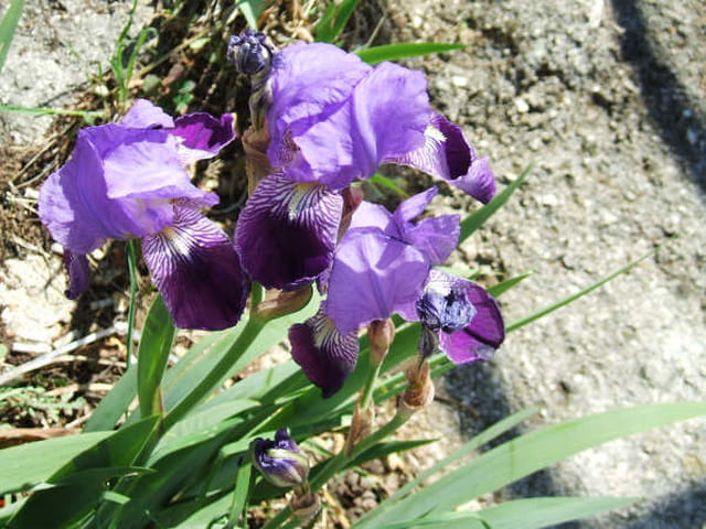 Iris bleu