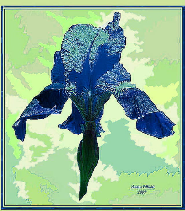 "Iris Bleue"