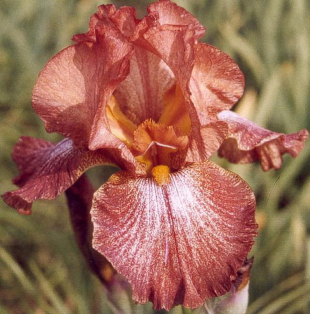 Iris création maison