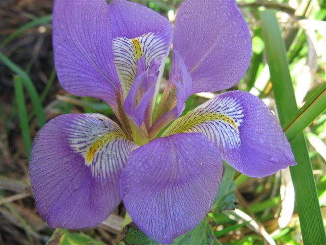 Iris d'Alger