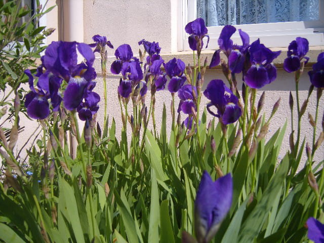 Iris for ever