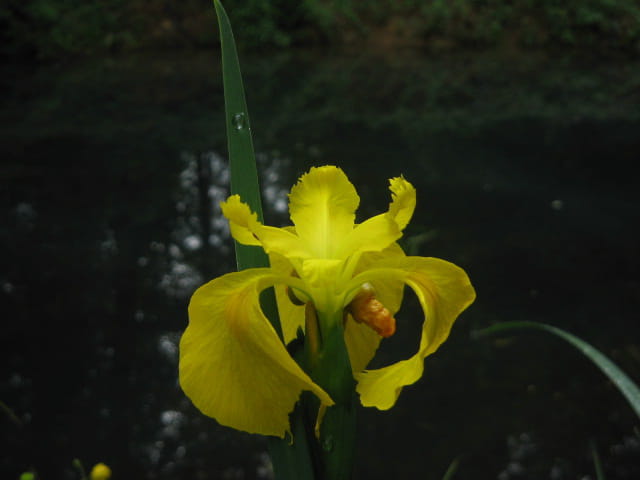 Iris jaune