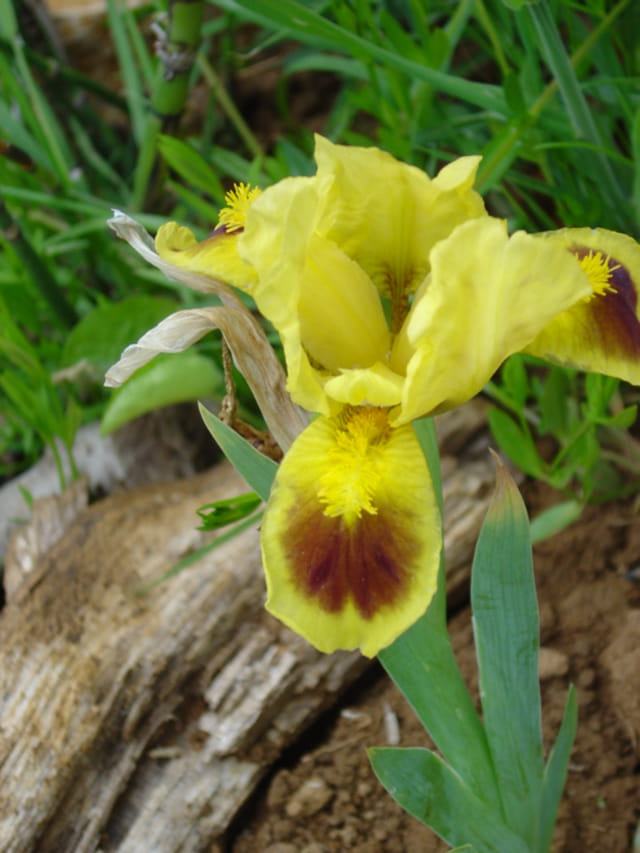 Iris jaune