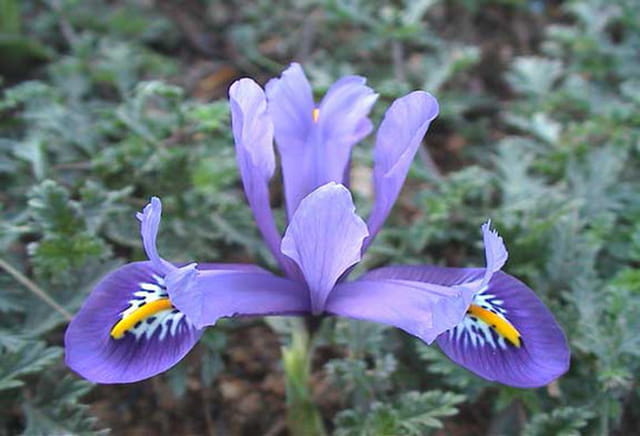 Iris nain