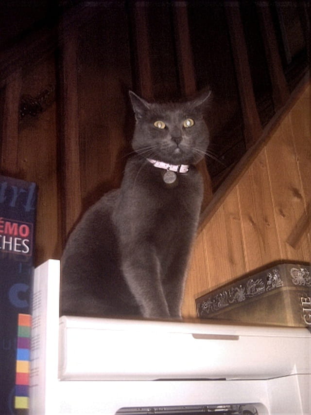 Isis mon chartreux