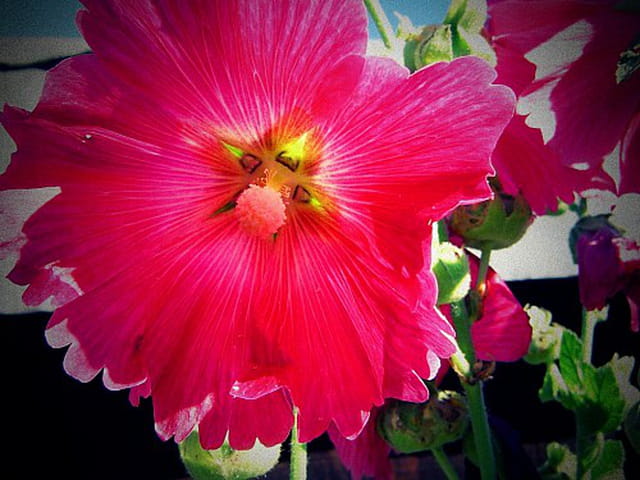 Jardin vintage macro lomo