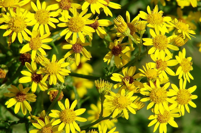 Jaune comme jaune
