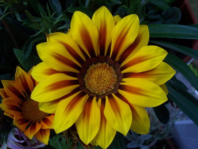 Jaune d'or