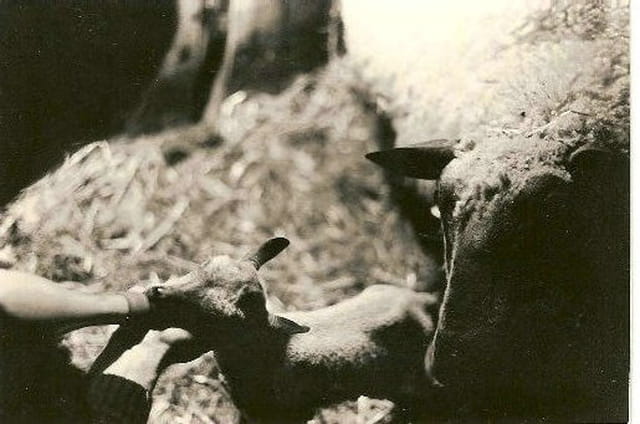 Jeune agneau
