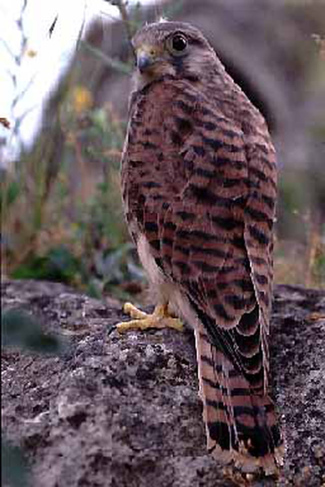Jeune faucon crécerelle